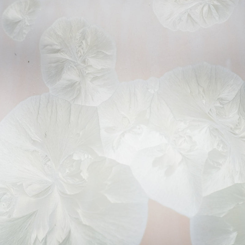 #couleur_blanc